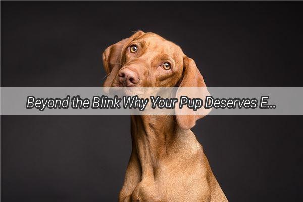 Beyond the Blink Why Your Pup Deserves Eye Care Too